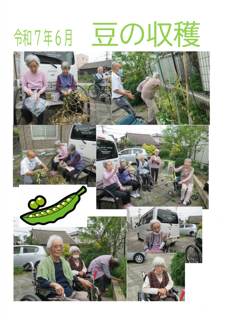 令和7年6月豆の収穫